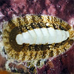Chiton 12